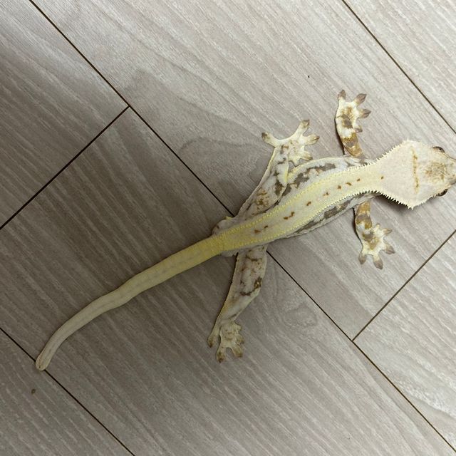 릴리화이트