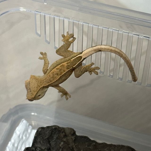 크림시클