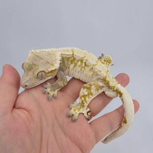 드리피 화이트스팟 노멀