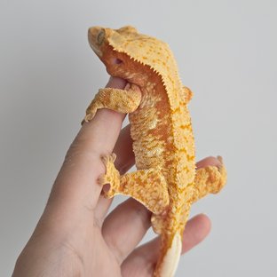 노멀 익스트림할리퀸 레드