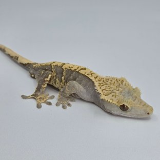 100%헷아잔틱 노멀