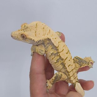 노멀 익스트림할리퀸