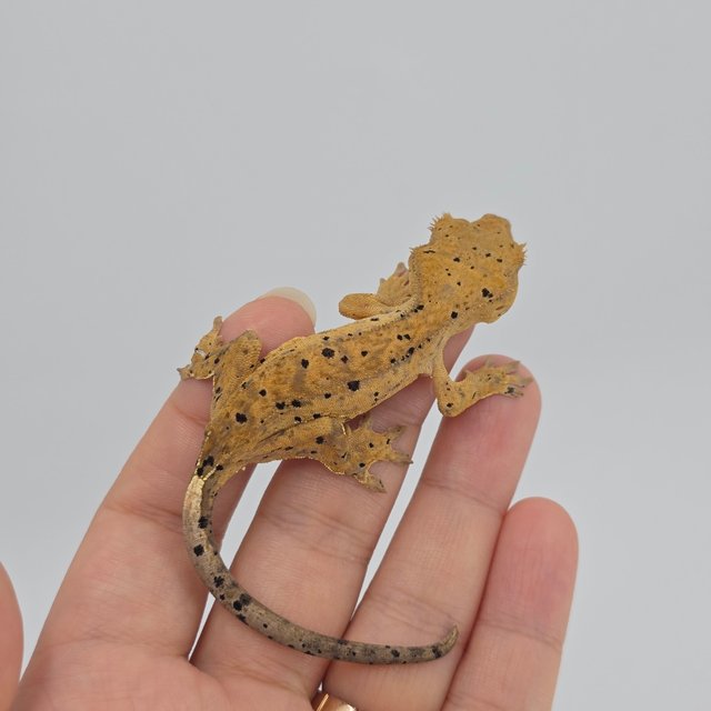 슈퍼달마시안 옐로우