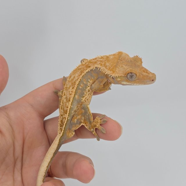 노멀 풀핀 쿼드