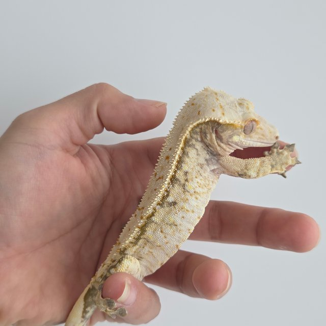 노멀 드리피 화이트스팟 풀핀