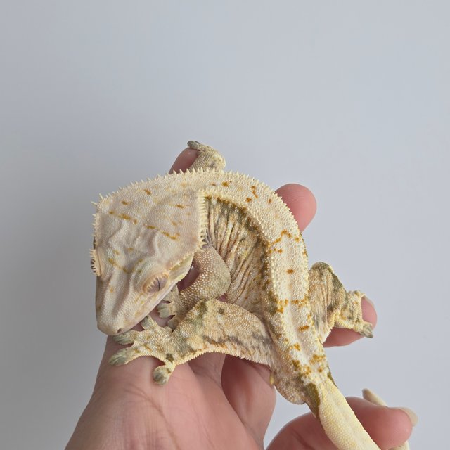 노멀 드리피 화이트스팟 풀핀