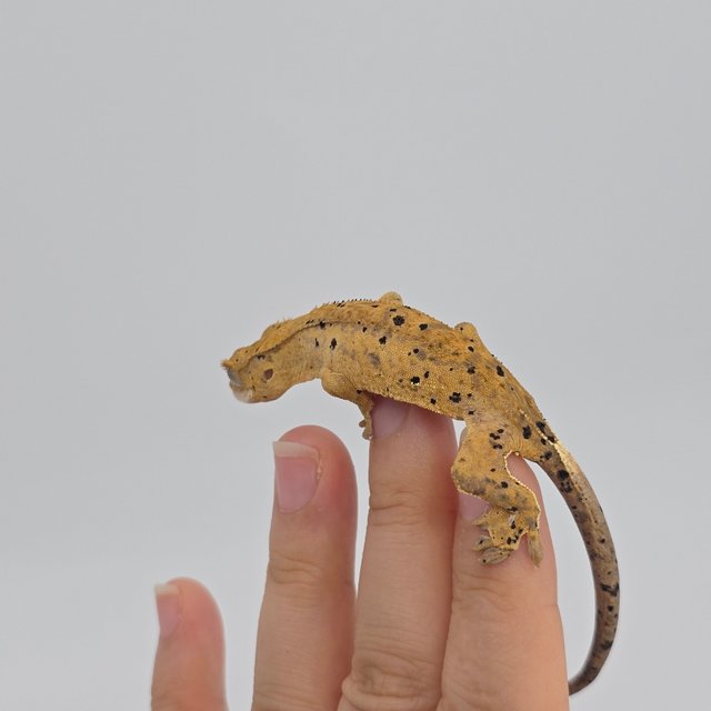 슈퍼달마시안 옐로우