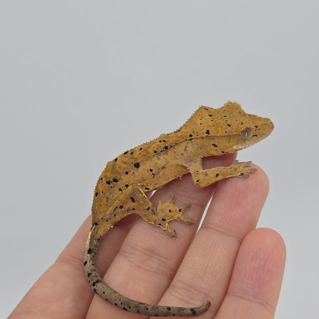 슈퍼달마시안 옐로우