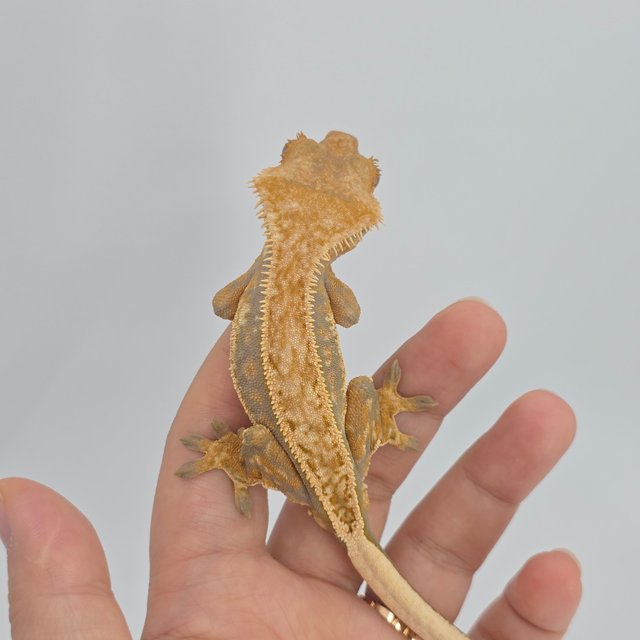 노멀 풀핀 쿼드