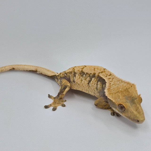 노멀 익스트림할리퀸 트라이