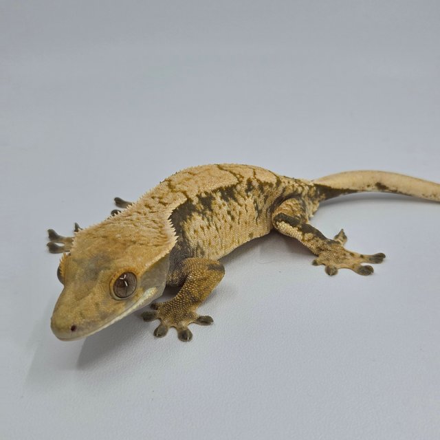 노멀 익스트림할리퀸 트라이