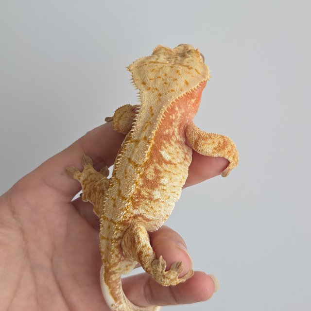 노멀 익스트림할리퀸 레드