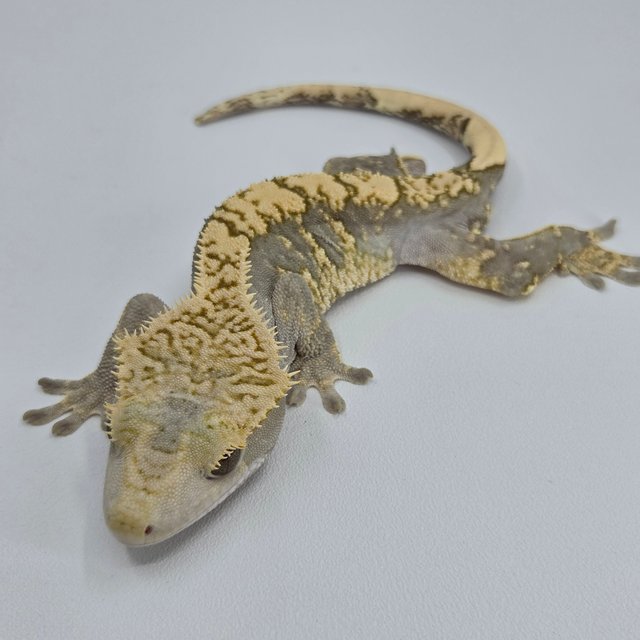 100%헷아잔틱 노멀