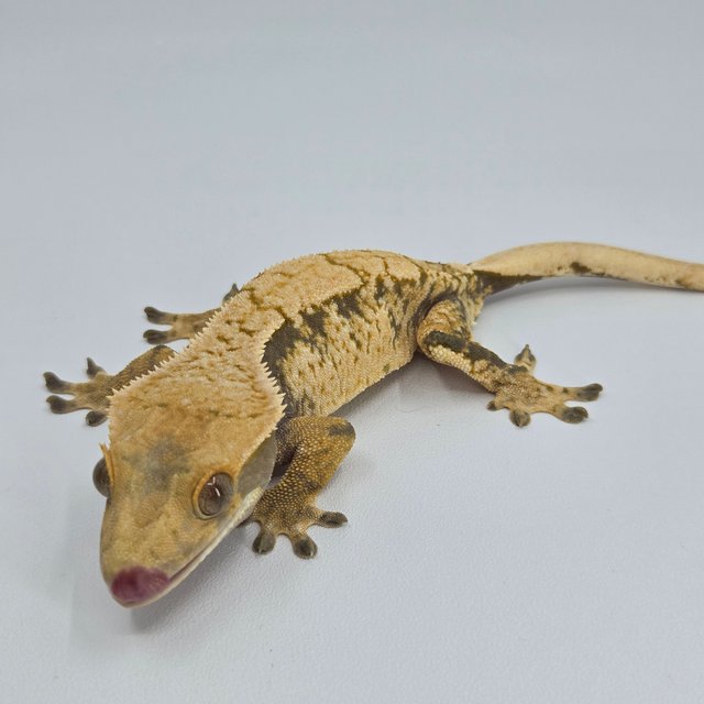 노멀 익스트림할리퀸 트라이