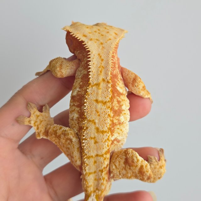 노멀 익스트림할리퀸 레드