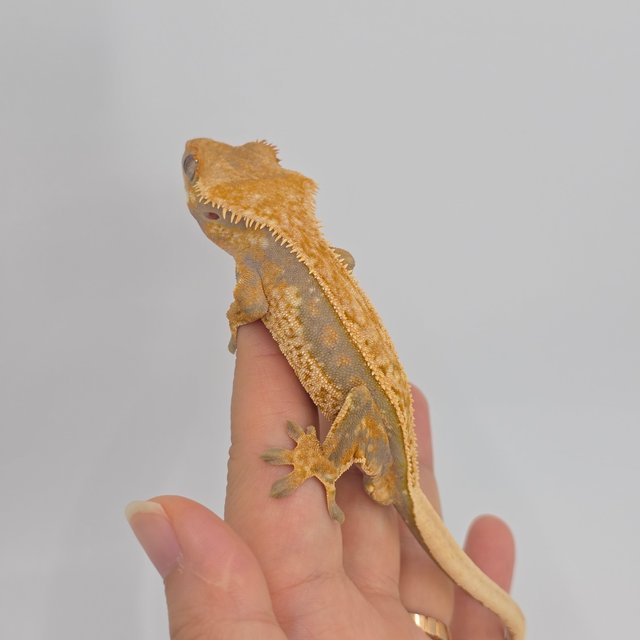 노멀 풀핀 쿼드