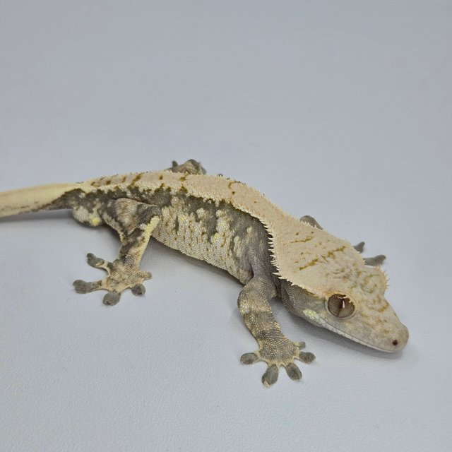 노멀 화이트스팟 드리피