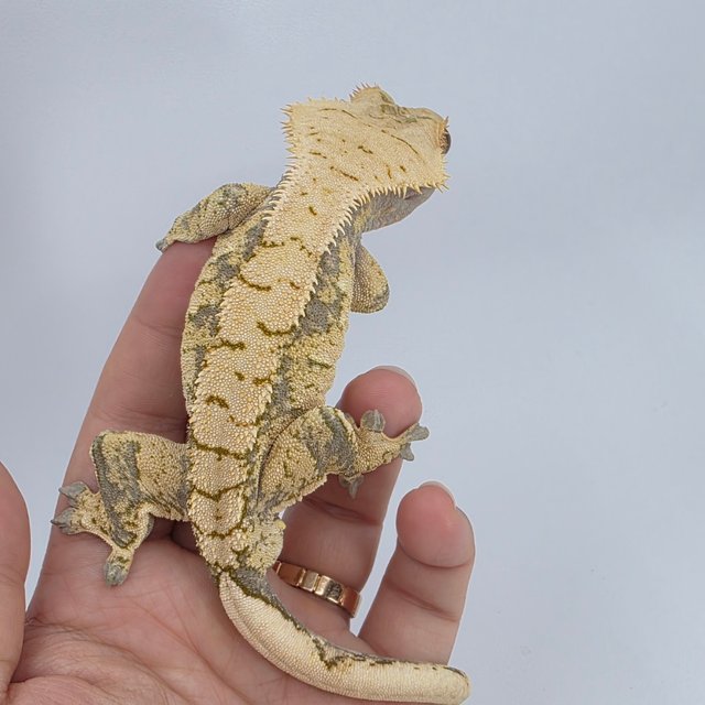 노멀 익스트림할리퀸