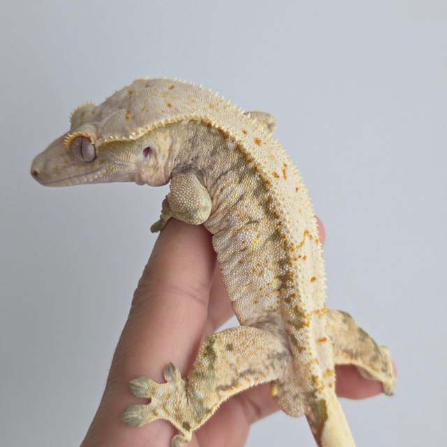 노멀 드리피 화이트스팟 풀핀