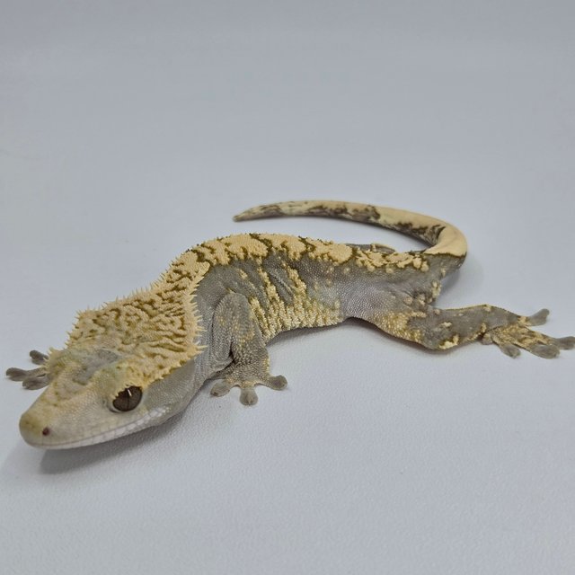 100%헷아잔틱 노멀