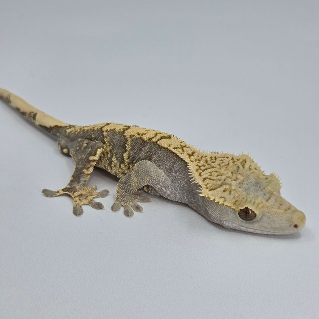 100%헷아잔틱 노멀