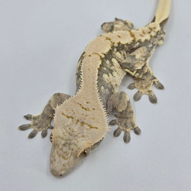 노멀 화이트스팟 드리피