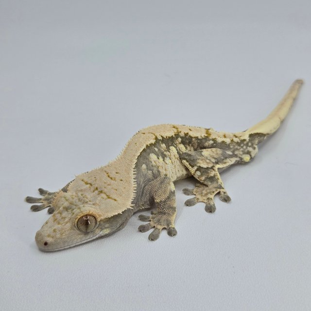 노멀 화이트스팟 드리피