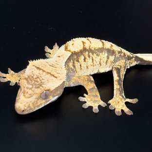 노멀 화이트스팟