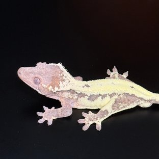 릴리 세이블 텐저린