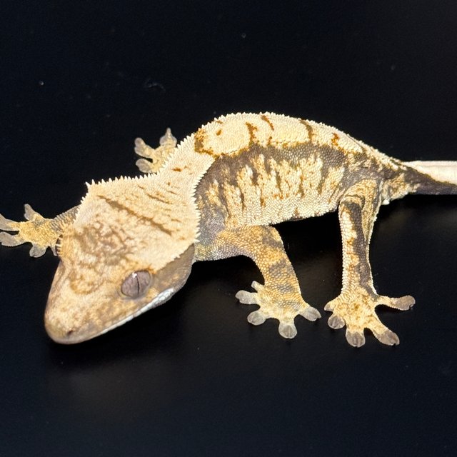 노멀 화이트스팟