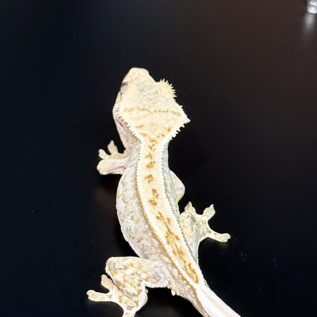 노멀 쿼드 풀핀 화이트스팟