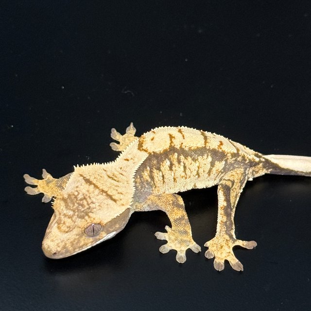 노멀 화이트스팟