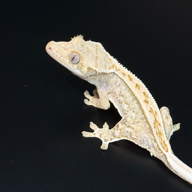 노멀 쿼드 풀핀 화이트스팟