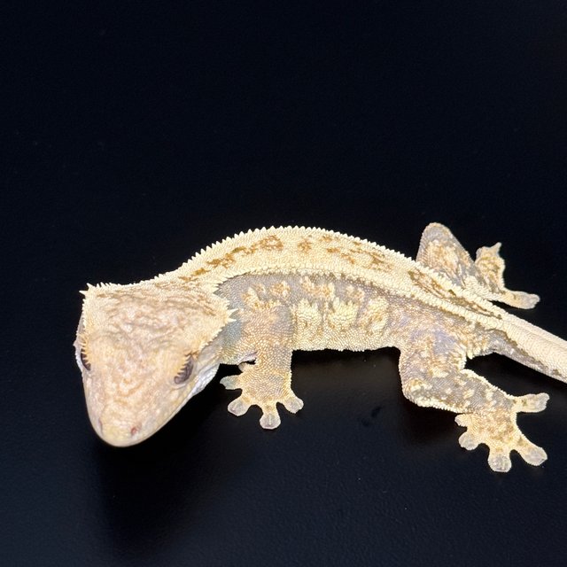 노멀 쿼드 풀핀