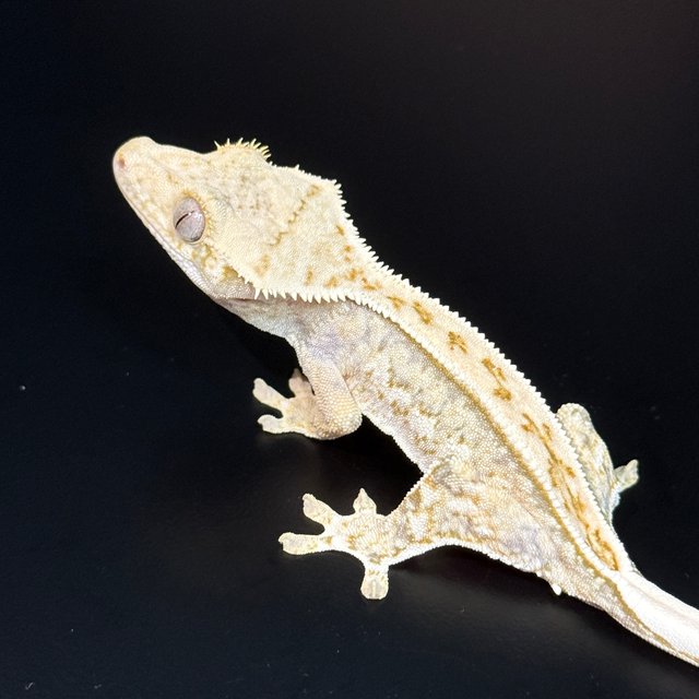 노멀 쿼드 풀핀 화이트스팟