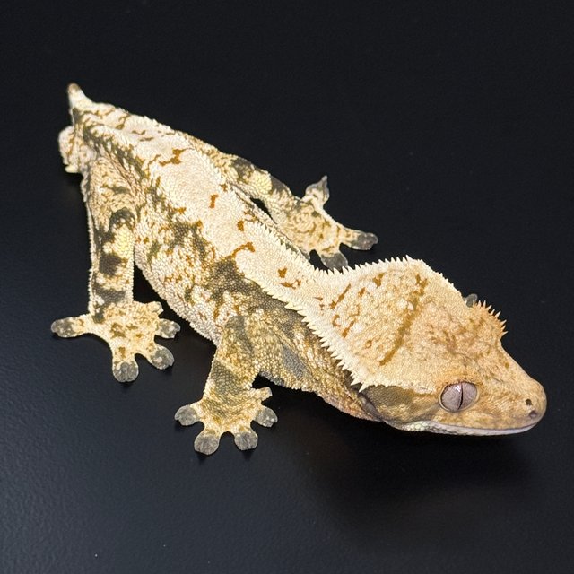 노멀 트라이 익스트림할리퀸 화이트스팟 텐저린