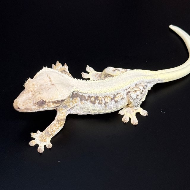 릴리화이트 솔리드백 풀핀