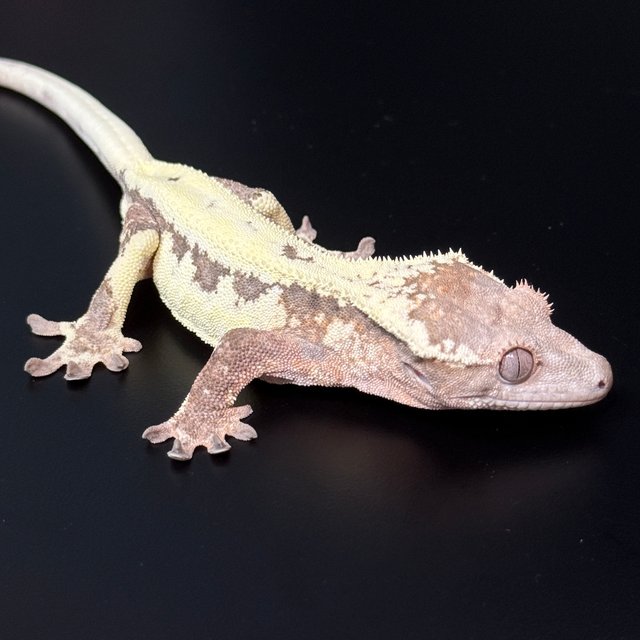 릴리 세이블 텐저린