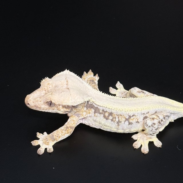 릴리화이트 솔리드백 풀핀