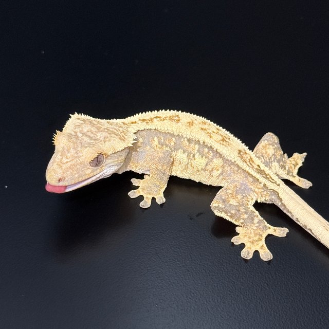 노멀 쿼드 풀핀