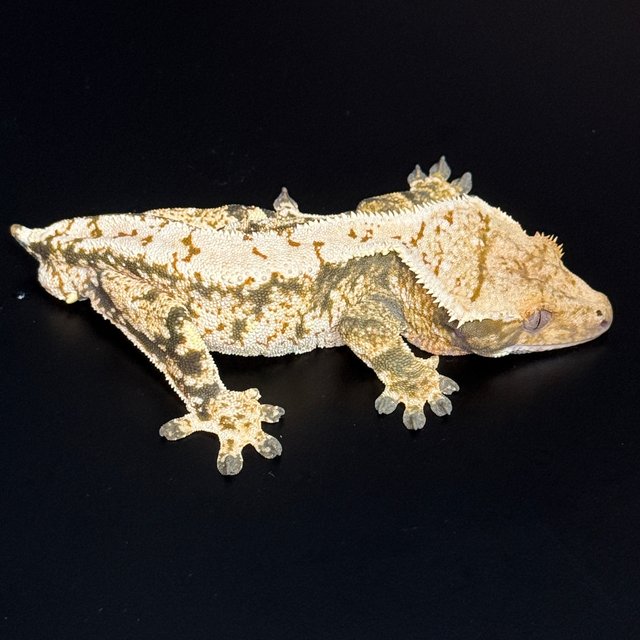 노멀 트라이 익스트림할리퀸 화이트스팟 텐저린