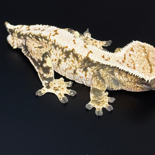 노멀 트라이 익스트림할리퀸 화이트스팟 텐저린