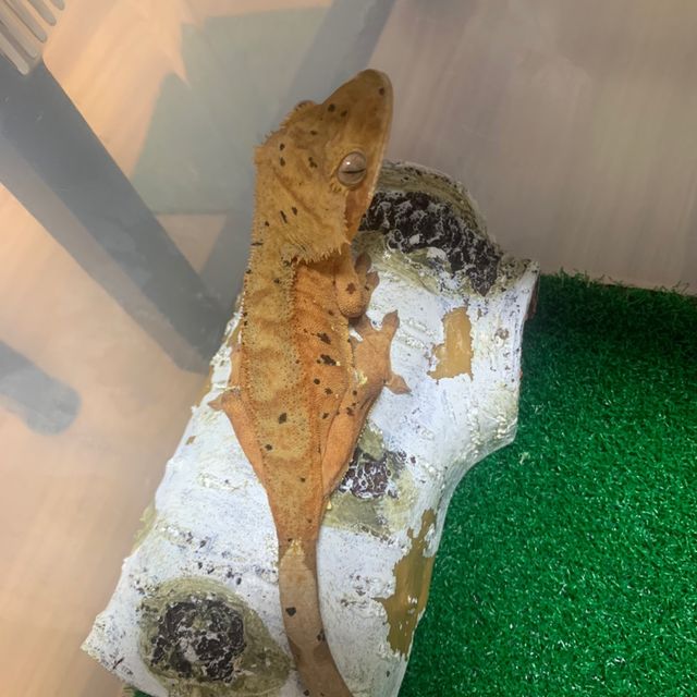 달마시안