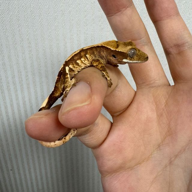 노멀