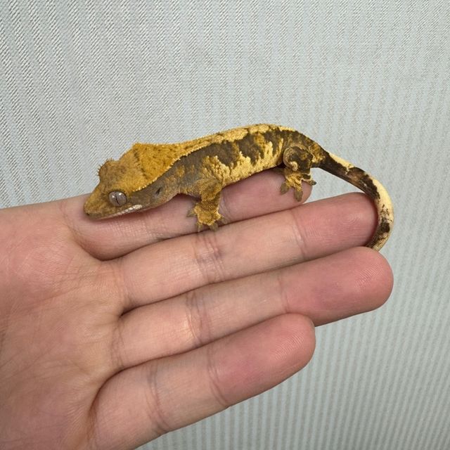 노멀 트라이