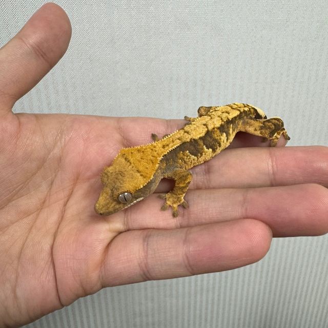 노멀 트라이