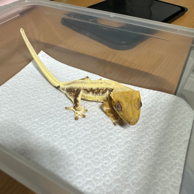 릴리화이트