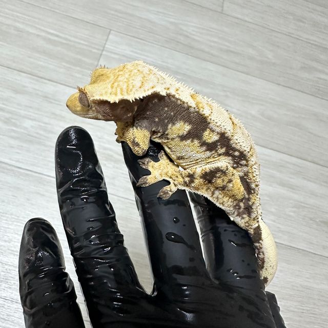 트라이 익스트림할리퀸