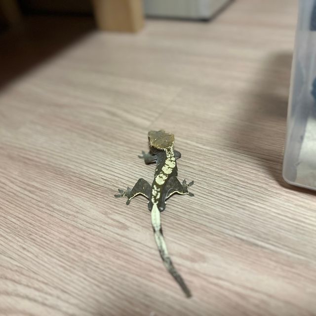 노멀 플레임 다크