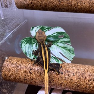 슈퍼스트라이프 엠티백